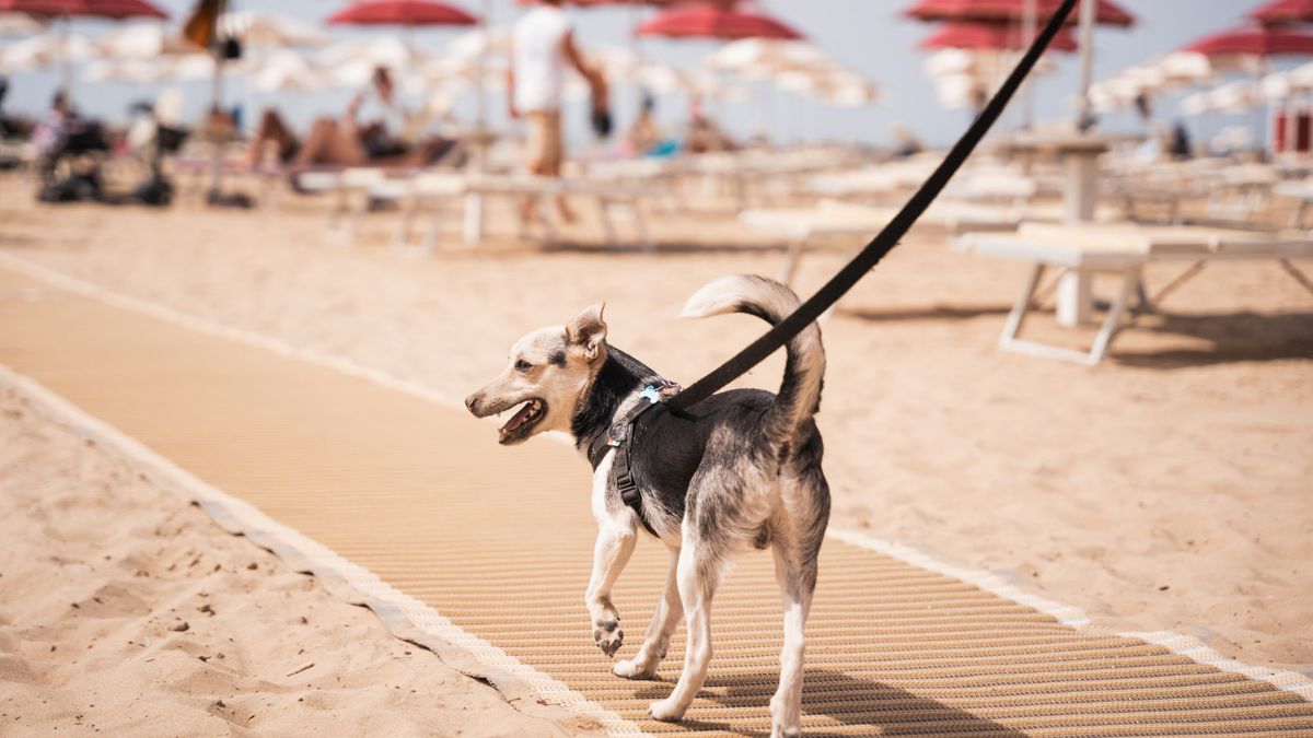 Come riparare le zone bruciate dalla pipì del cane con HydroGrass