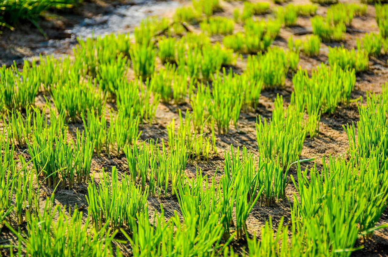 I 6 vantaggi di HydroGrass rispetto ai metodi di semina manuale