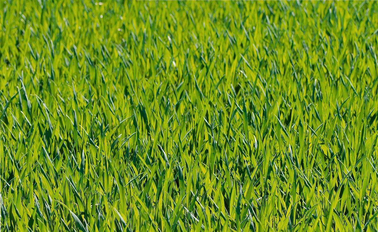 Vale la pena acquistare HydroGrass? Ecco la verità sui risultati in 7 giorni [Guida Pratica]